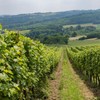 Srpsko vino postaje konkurentnije: Novi zakon štiti domaću proizvodnju
