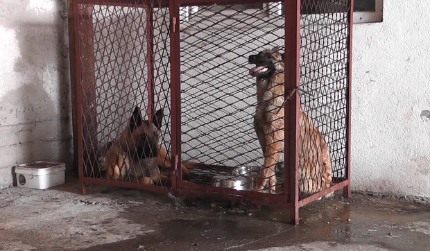 Vlasnički psi izujedali dečaka u Loznici 