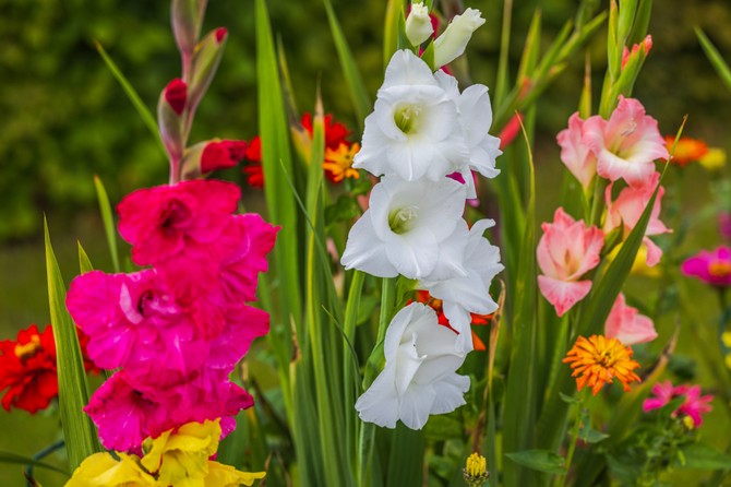 Gladiole je najbolje zasaditi u maju