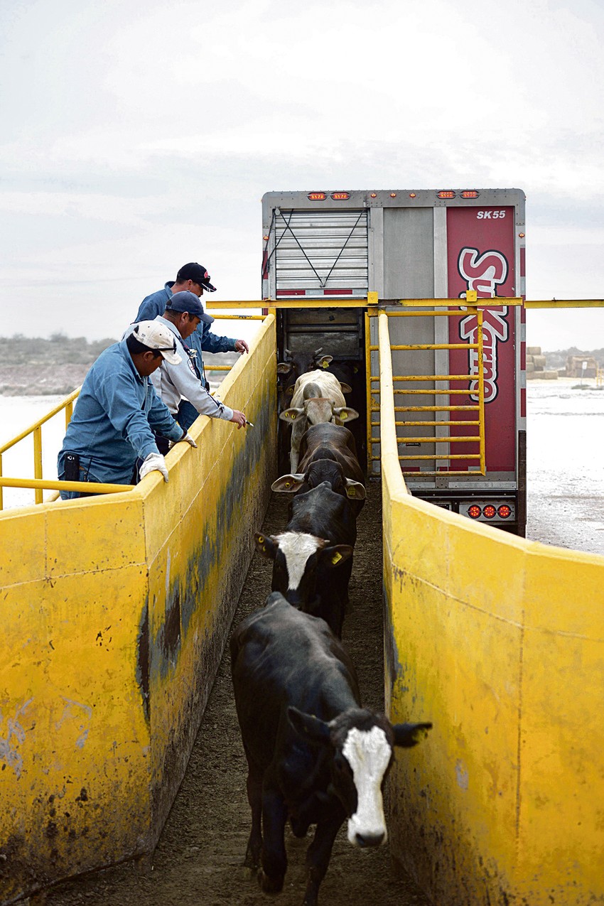 Trenutna otkupna cena stoke je 240 dinara po kilogramu
