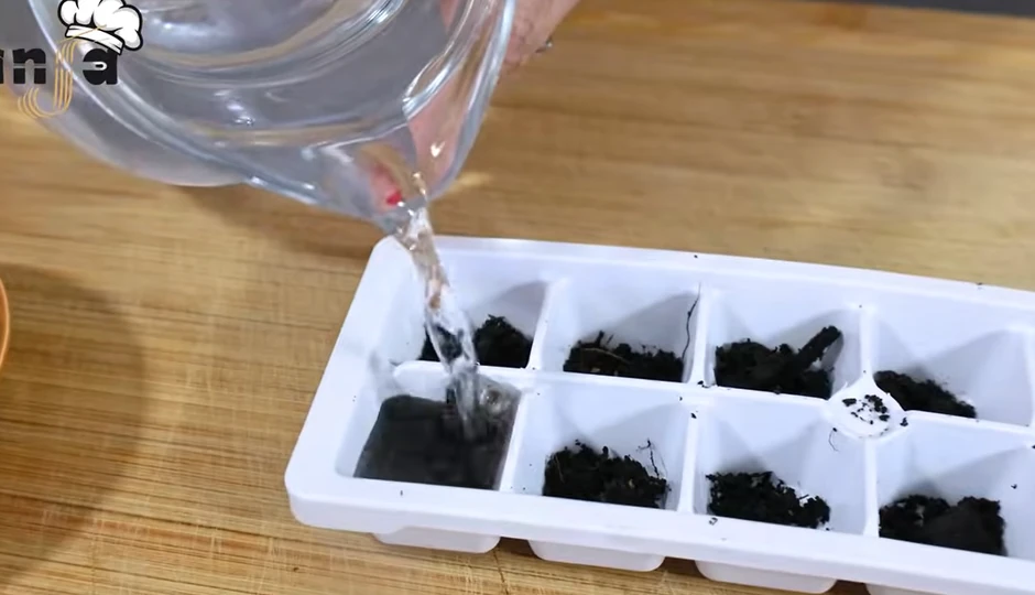 Šargarepa, kockice leda