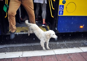 Pas u autobusu - ilustracija