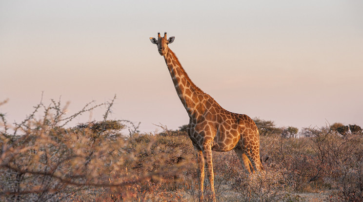 Hatalmas felháborodást váltott ki a zsiráfvadászat, amelyen egy fiatal vadásznő vett részt / Illusztráció: Pixabay