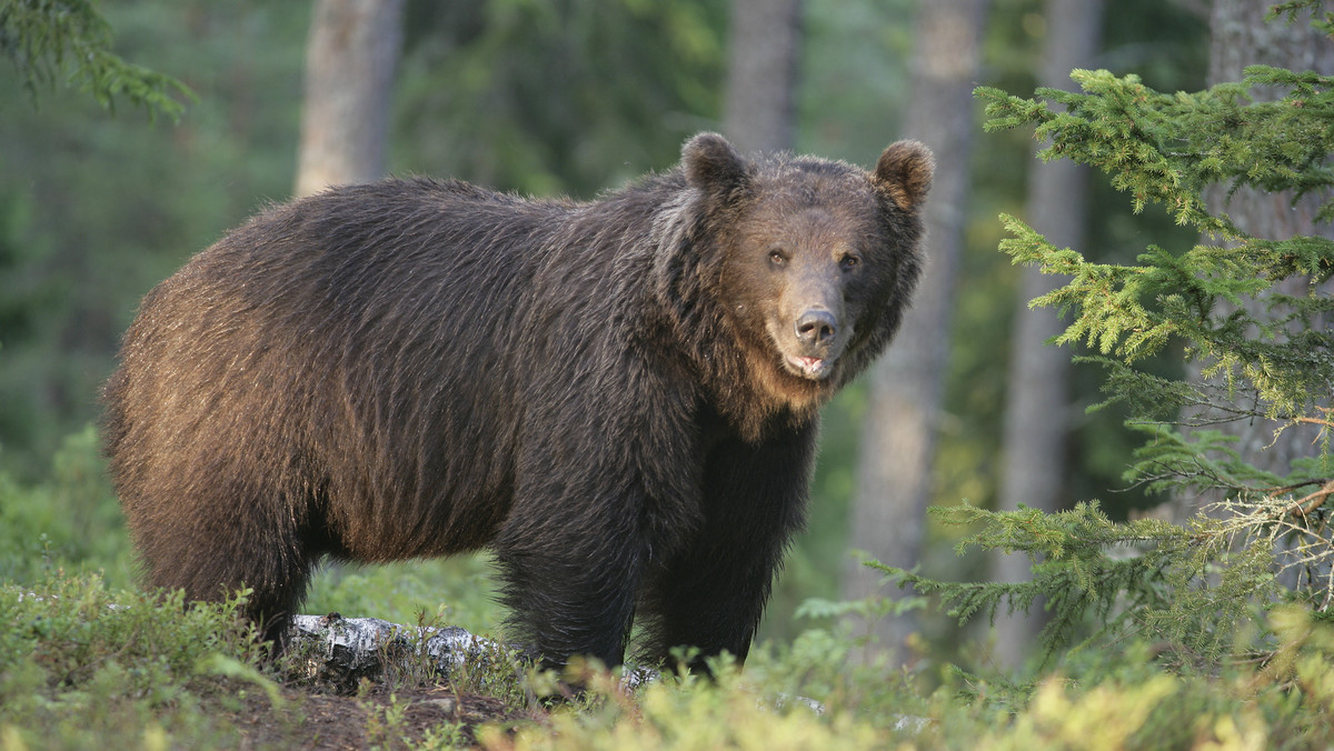 W Tatrach coraz częściej dochodzi do spotkania człowieka z niedźwiedziem. Nie wszystkim się to podoba, przyrodnicy zaznaczają jednak, że to my mamy zejść zwierzętom z drogi. Warto też zapoznać się z mitami dotyczącymi tego, jak się zachowywać w przypadku napotkania króla Tatr.