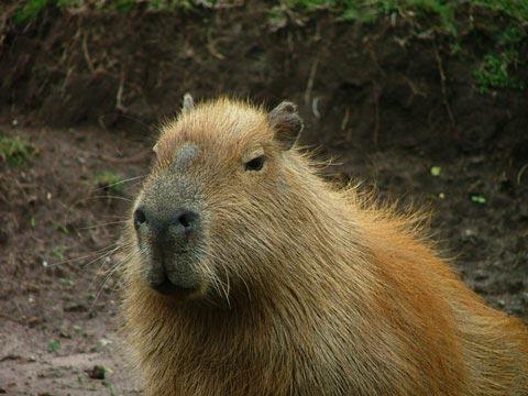 Galeria Argentyna - Delta rzek Parany i Urugwaju, fauna, obrazek 29