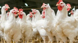 ognisko rzekomego pomoru drobiu w wełtynie. pilny komunikat władz