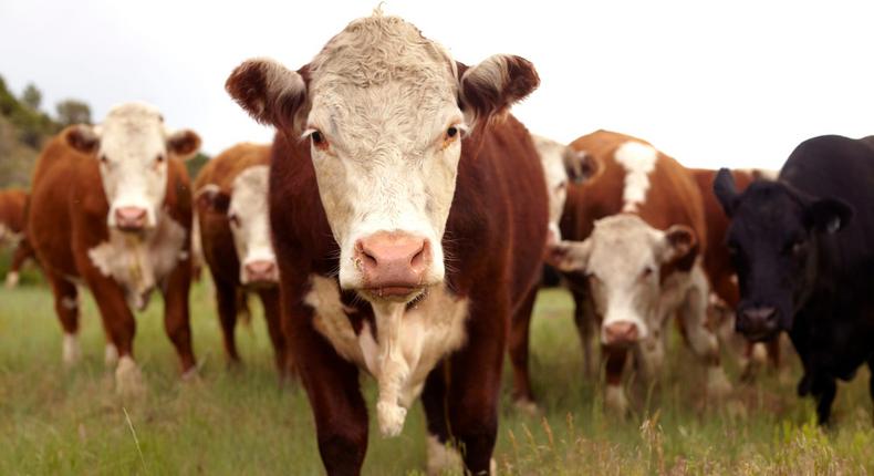 Reducing carbon emissions means changing the diet of these cattle.
