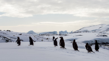 Katastrofa na Antarktydzie. Nie ma lodu i giną tysiące pingwinów. "Jestem zszokowany"