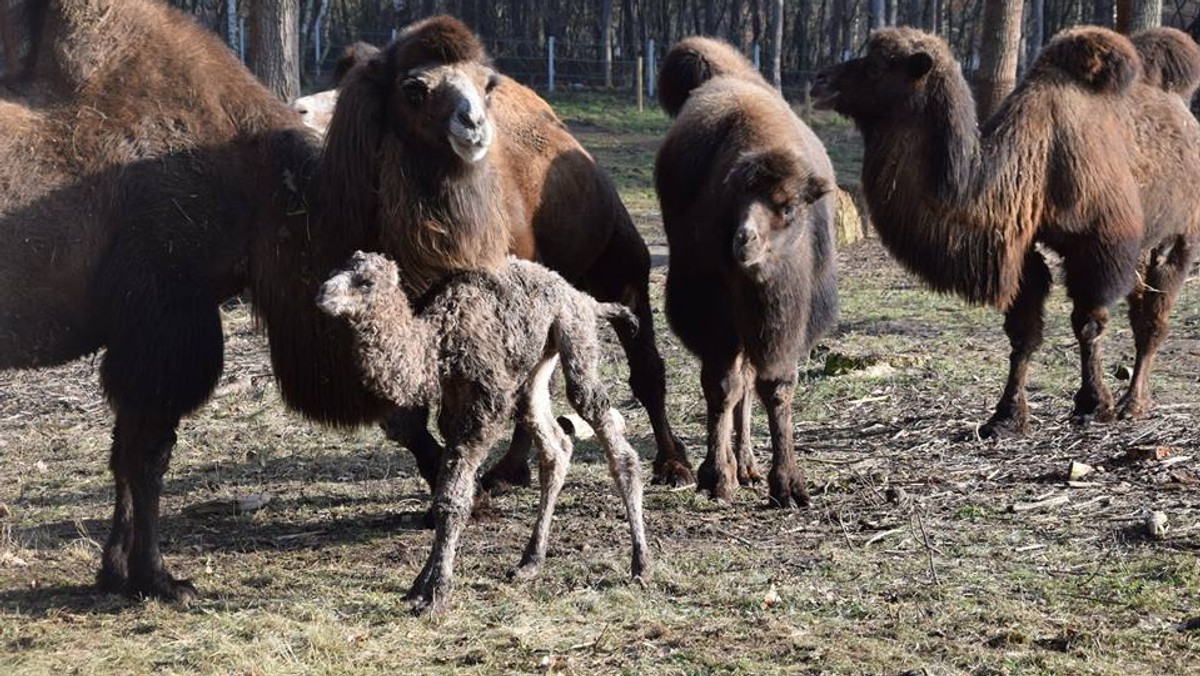 Tamir urodził się w piątek w poznańskim ogrodzie zoologiczny. Mały wielbłąd już po kilku godzinach od przyjścia na świat stanął na nogach - pomogła mu w tym jego mama, Wanilia. Zwierzaki z zapartym tchem śledzili pracownicy zoo. Jeszcze tego samego dnia opublikowali nagranie, na którym widać, jak Tamir stawia pierwsze kroki.