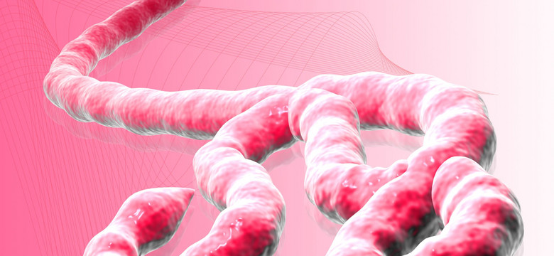Czy Polakom zagraża wirus Ebola?