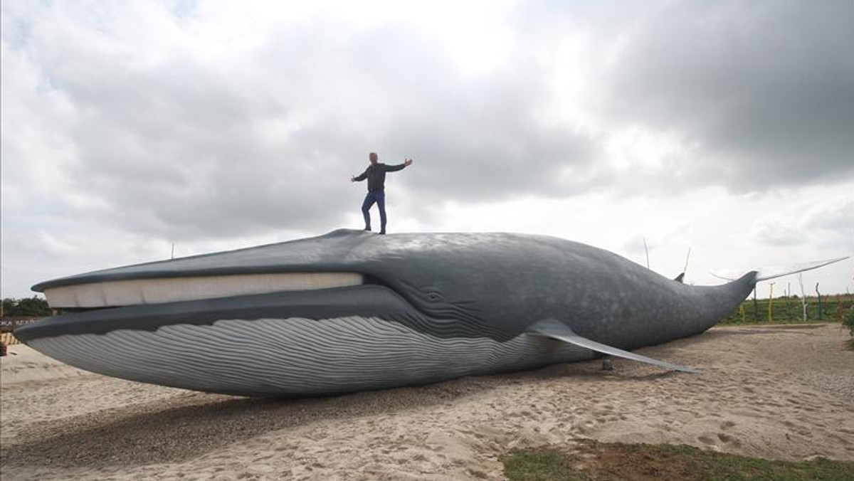 Park Wieloryba w Rewalu to nowa atrakcja turystyczna nad polskim morzem. Rodzinny park rozrywki opowiada o życiu mórz i oceanów, a największą jego atrakcją jest 100 modeli ryb i ssaków morskich w oryginalnych rozmiarach. Ostatnio pojawił się w nim wieloryb gigant. Ma 35 metrów, a gdyby go postawić, sięgnie 12. piętra!