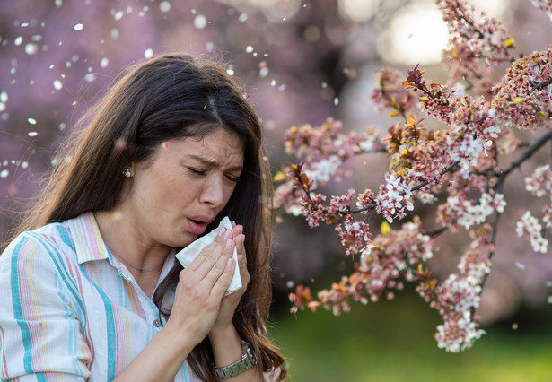 Pyłki roślin niebezpieczne dla alergików. Kwiecień to miesiąc w którym stężenie pyłków w powietrzu jest bardzo duże