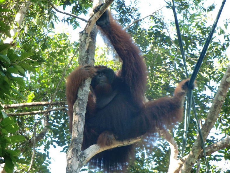 Borneo, Semenggoh Wildlife Centre