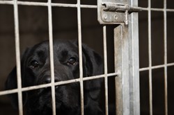 Hucisko. Tragedia zwierząt w pseudoschronisku. "Truchła psów w zamrażarce"