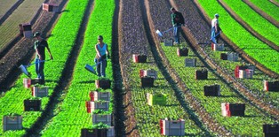 Praca sezonowa: nieuczciwi pracodawcy wyłudzają świadczenia rządowe