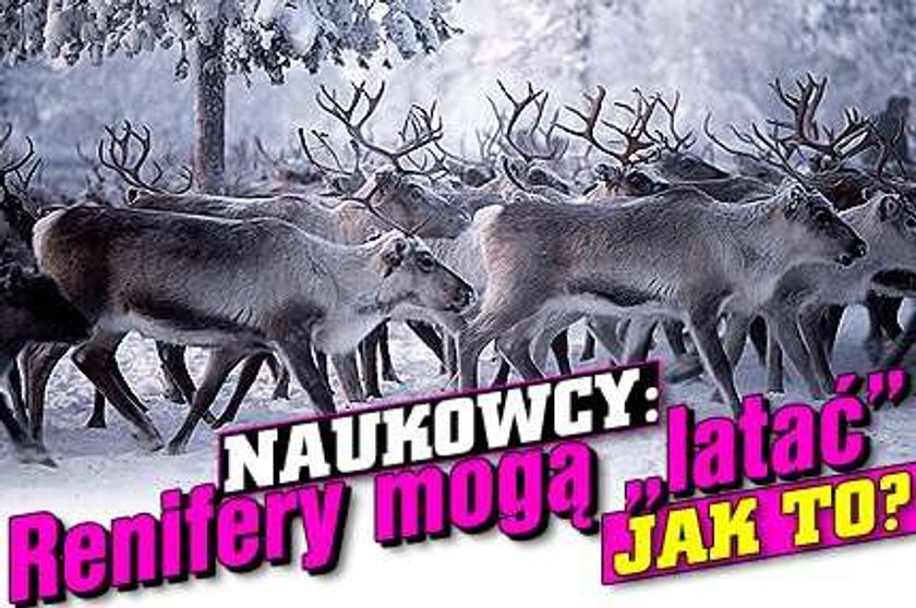 Naukowcy: Renifery mogą "latać". Jak to?