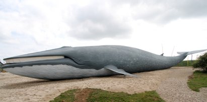 Sensacja! Wieloryb gigant nad Bałtykiem