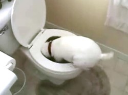 Groza czai się w... klozecie