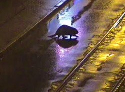 Policjanci podglądali bobra nocą