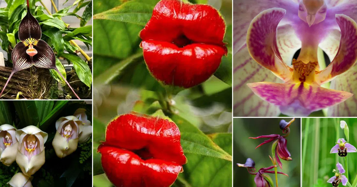 5 odd plants that resemble animals Pulse Ghana