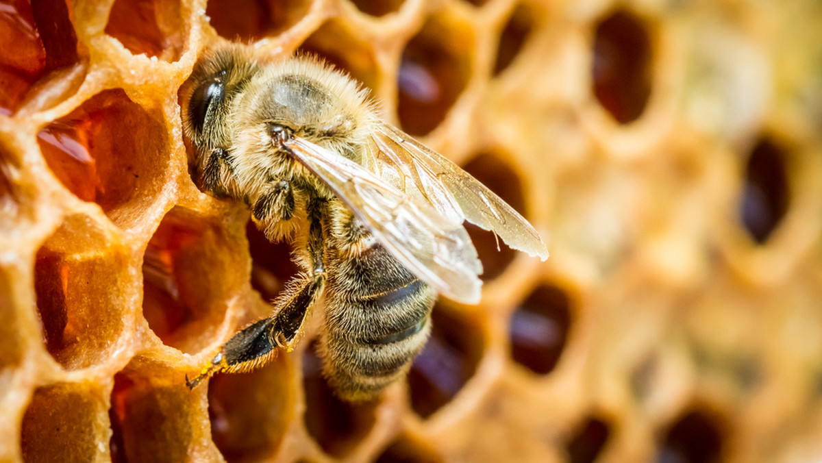 Pszczołom miodnym w Europie, od brytyjskiego Suffolk po bułgarskie wybrzeże Morza Czarnego, grozi kolejne niebezpieczeństwo – luka prawna w unijnym moratorium dotyczącym środków ochrony roślin. Bayer i Syngenta zawarły sojusz siły z rolnikami, by obejść przepisy chroniące te owady.