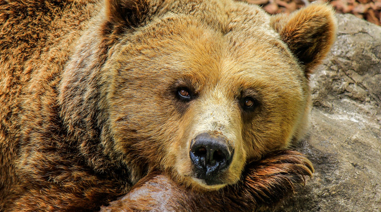 Élelem után kutató barnamedve támadt meg két kocogót szlovákiában / Illusztráció: Pixabay