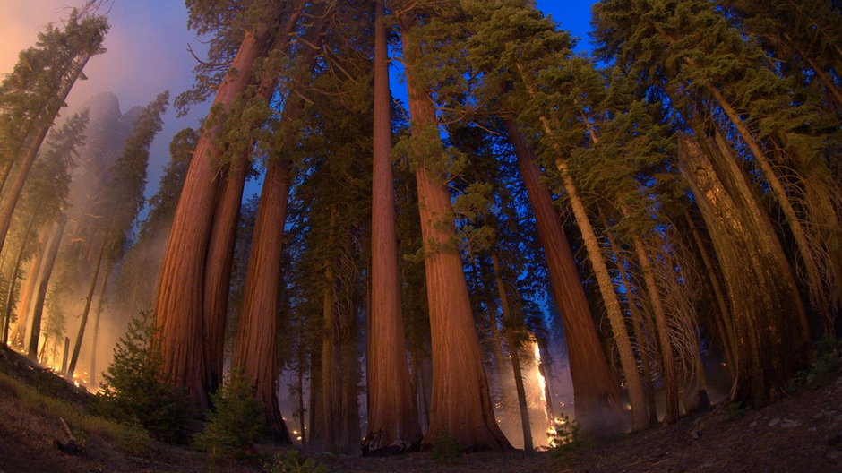 Naukowcy liczą wielkie drzewa sekwoje spalone w ubiegłorocznych pożarach w Kalifornii