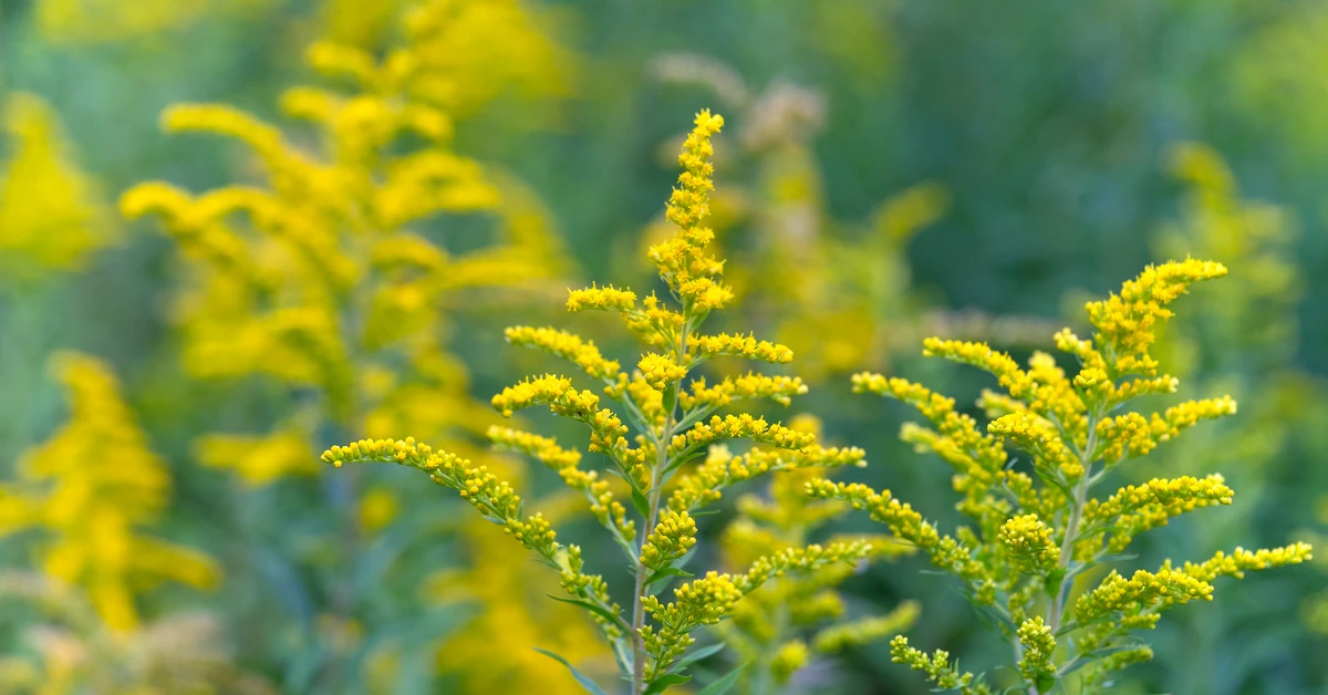 Zbierz ten chwast, zalej go wodą i podlej warzywa. Zadziała jak zastrzyk energii