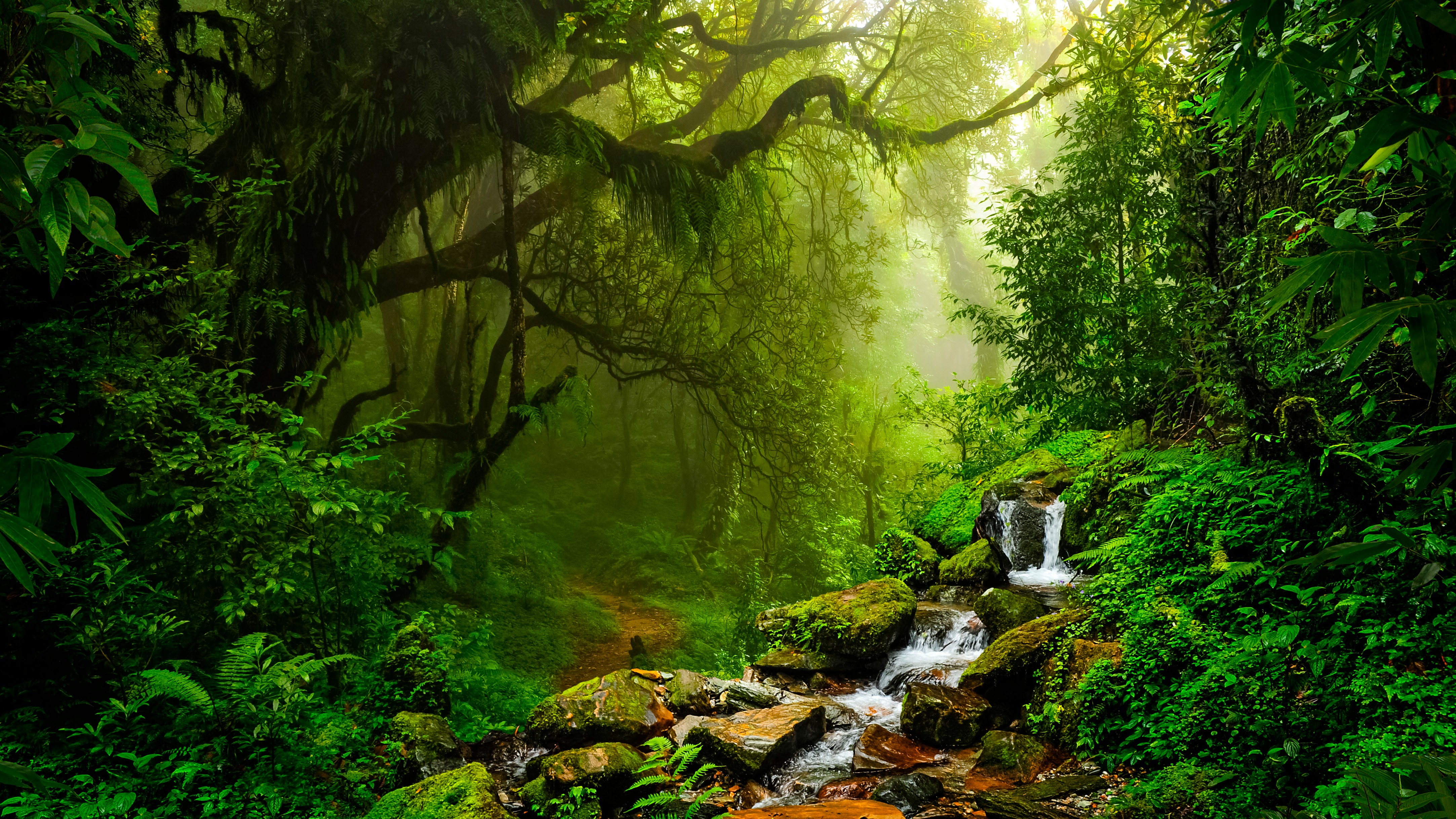 секвойи кудепста. редвуд. вода в природе. звуки природы длинные. ручей мелодии.