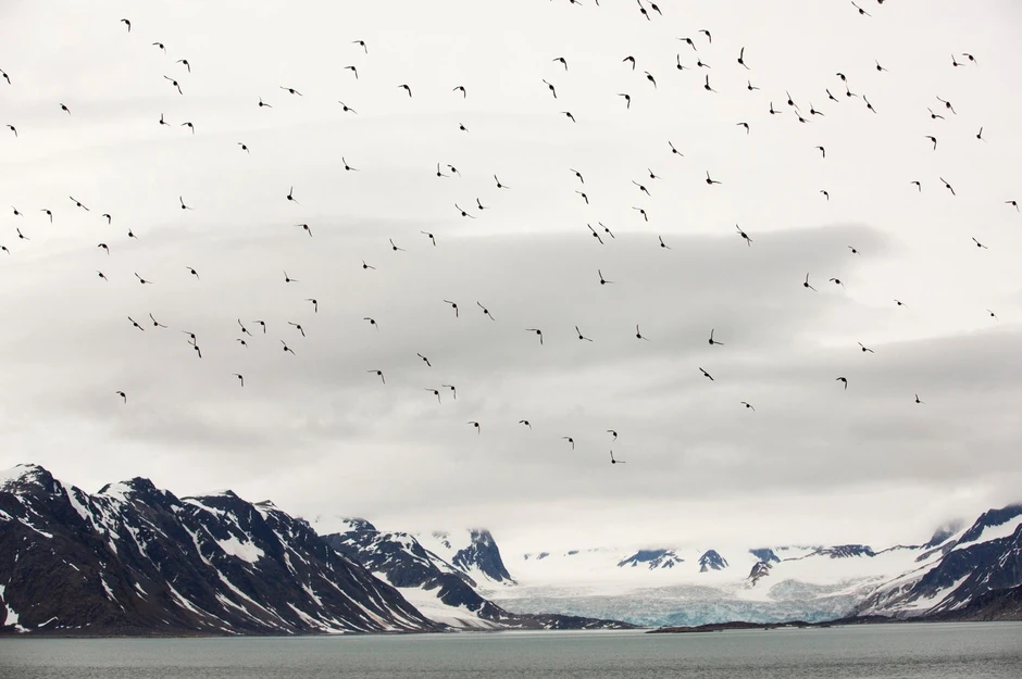 Jata retkih ptica koja u Laponiju doležu sa drugog kraja planete