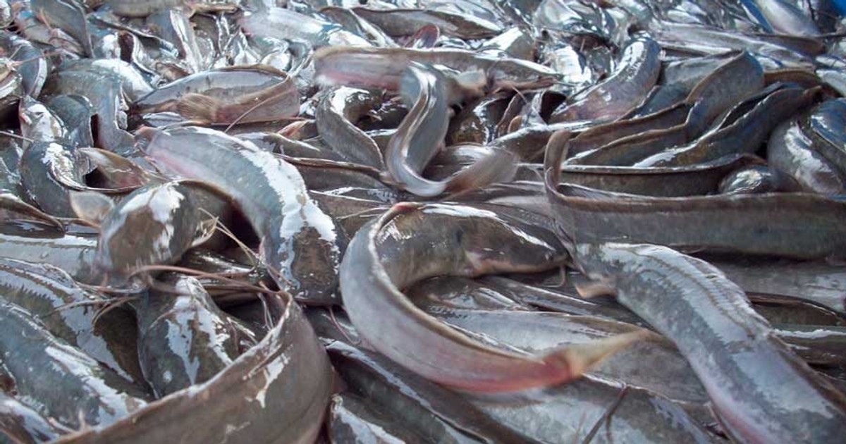 The business and benefits catfish Pulse Nigeria