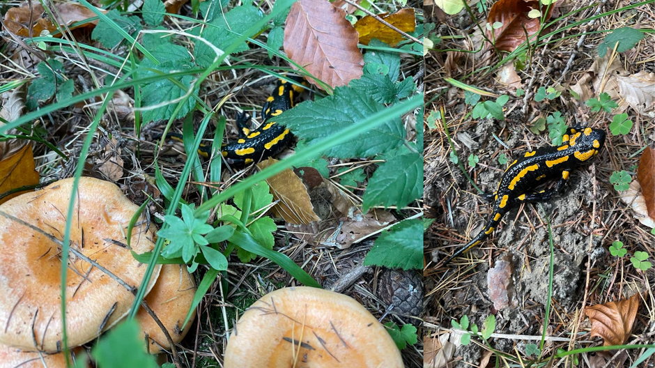 Salamandra plamista 