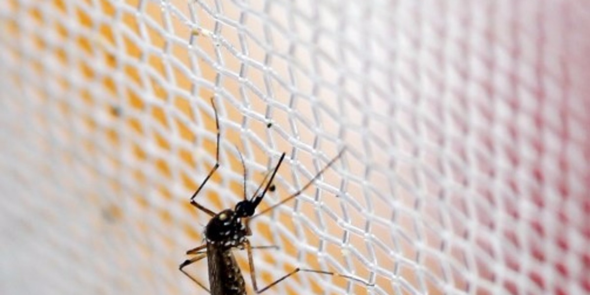 An Aedes aegypti mosquito, which is the bug responsible for spreading Zika and other diseases.