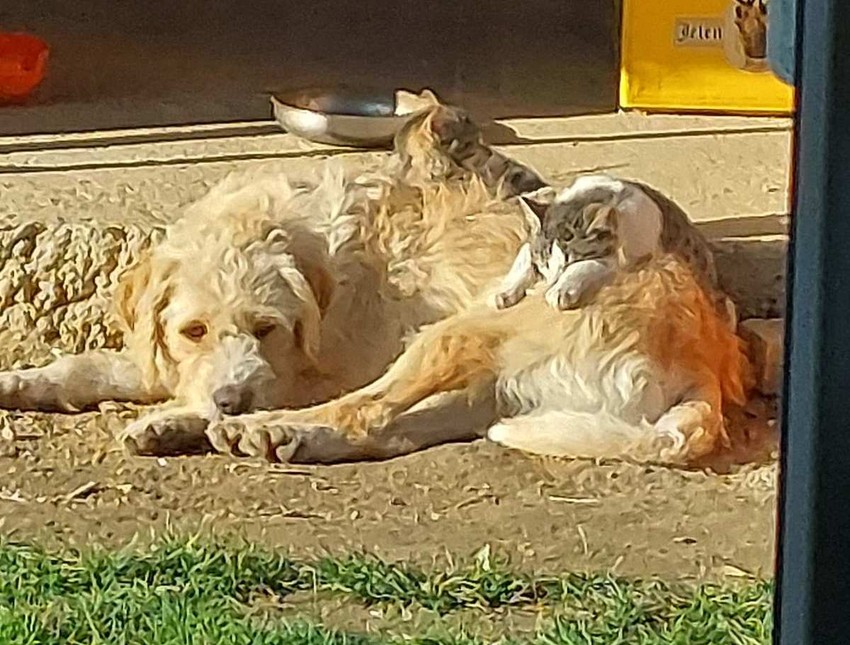 Arči, Sivka i Maća