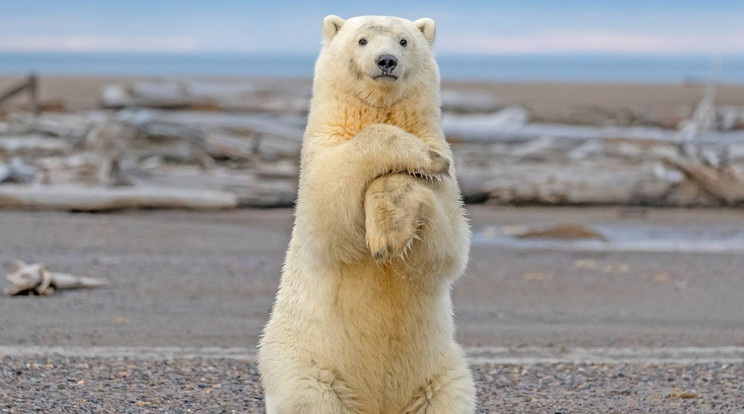 Így táncol egy jegesmedve /Fotó:Profimedia-Reddot