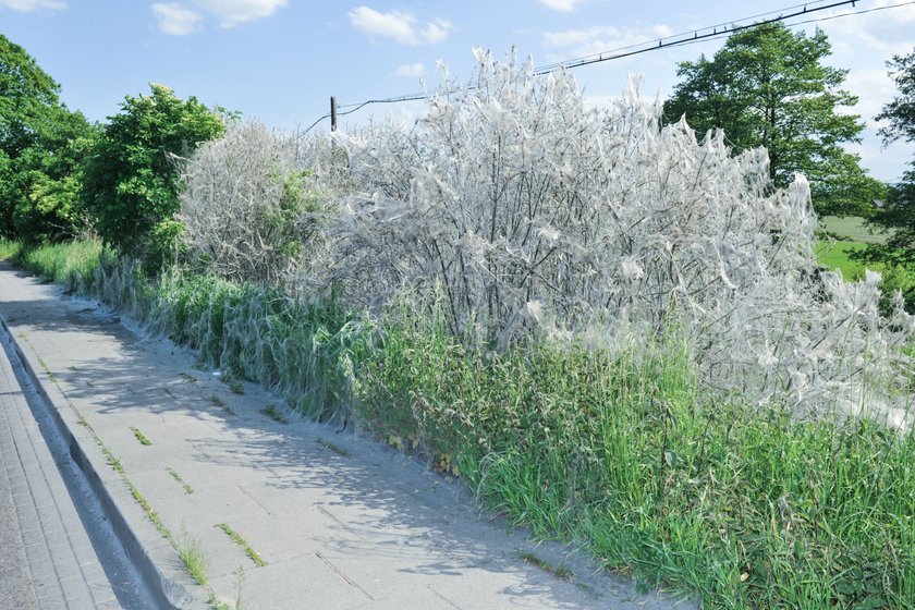 Larwy atakują Czernichów