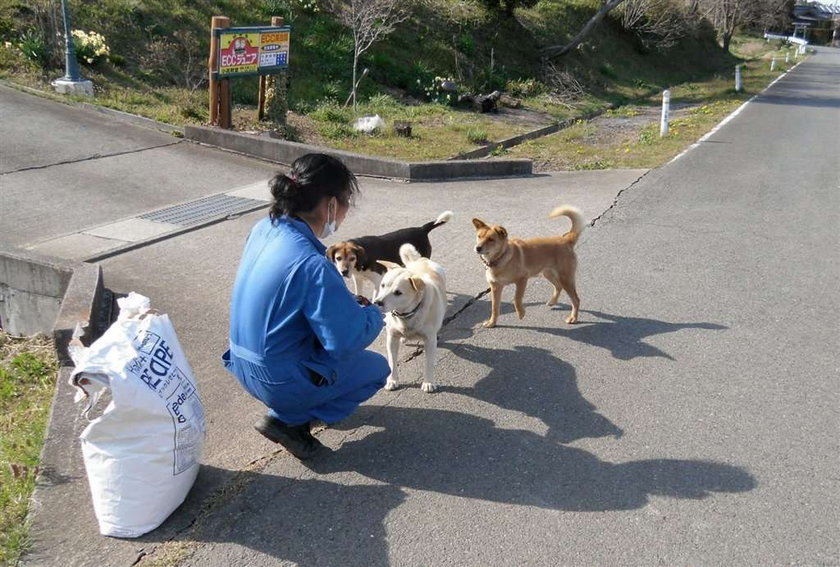 Zwierzątka z Fukushimy