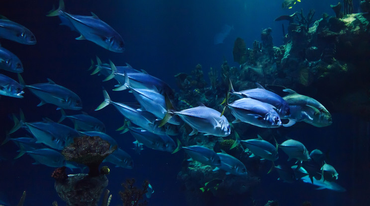 Több millió hal pusztult el oxigénhiány miatt / Illusztráció / Fotó Pixabay