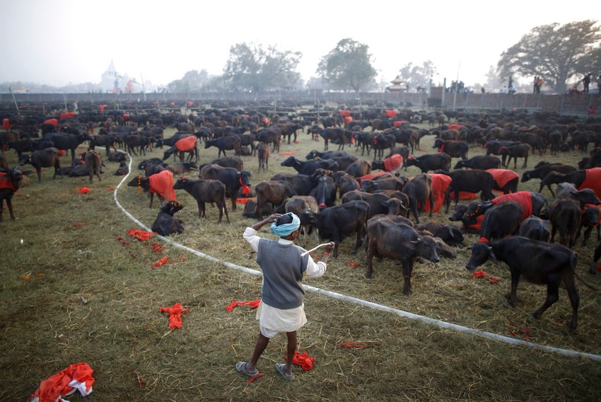 Desetine hiljada životinja čekaju svoju "obrednu sudbinu"