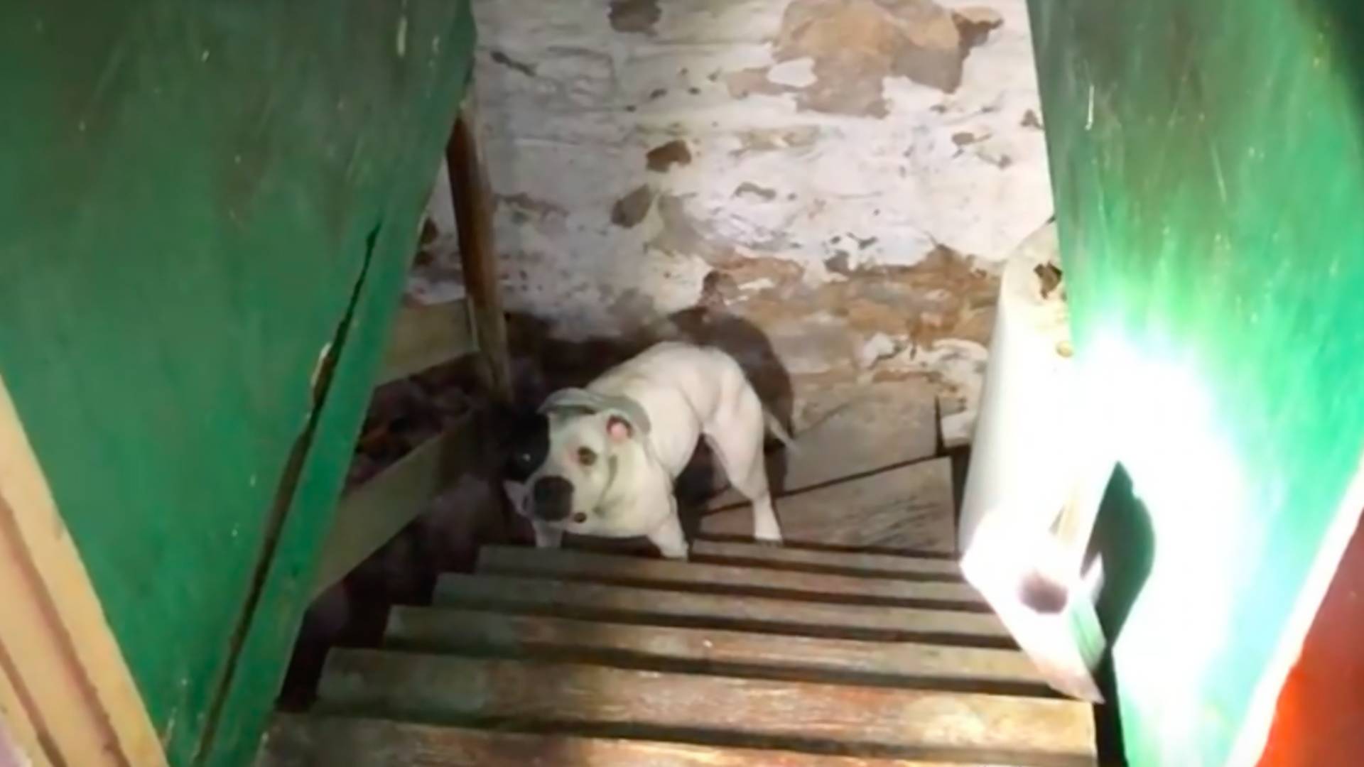 Otrasný príbeh so šťastným koncom: Muž našiel v pivnici domu uviazaného psa, zachránil ho