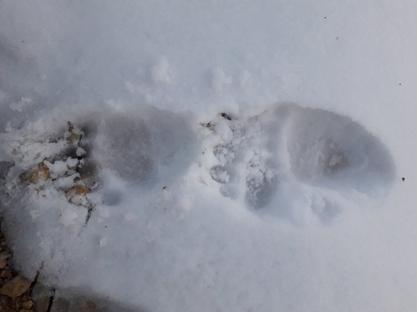 Medved se nečujno ušunjao u Ivanovo dvorište