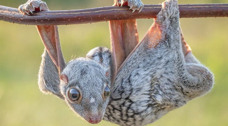 colugo