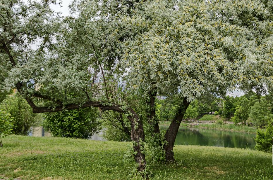 A fehér fűz (Salix alba) kérge enyhítheti a kínzó fájdalmakat / Fotó: Northfoto
