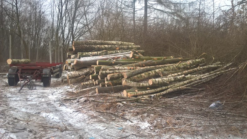 Tyle zostało z rosnących drzew