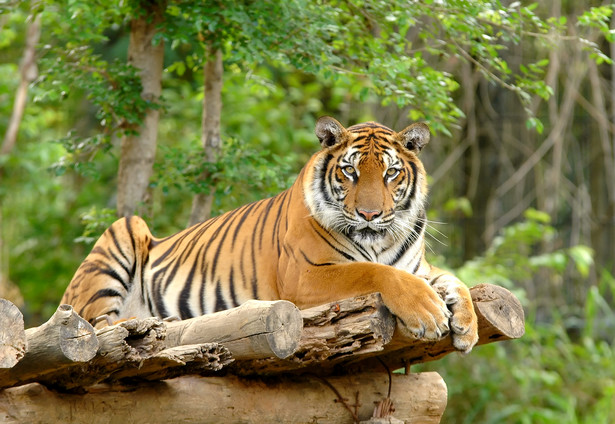 Mężczyzna wskoczył na wybieg dla tygrysów w nowojorskim zoo