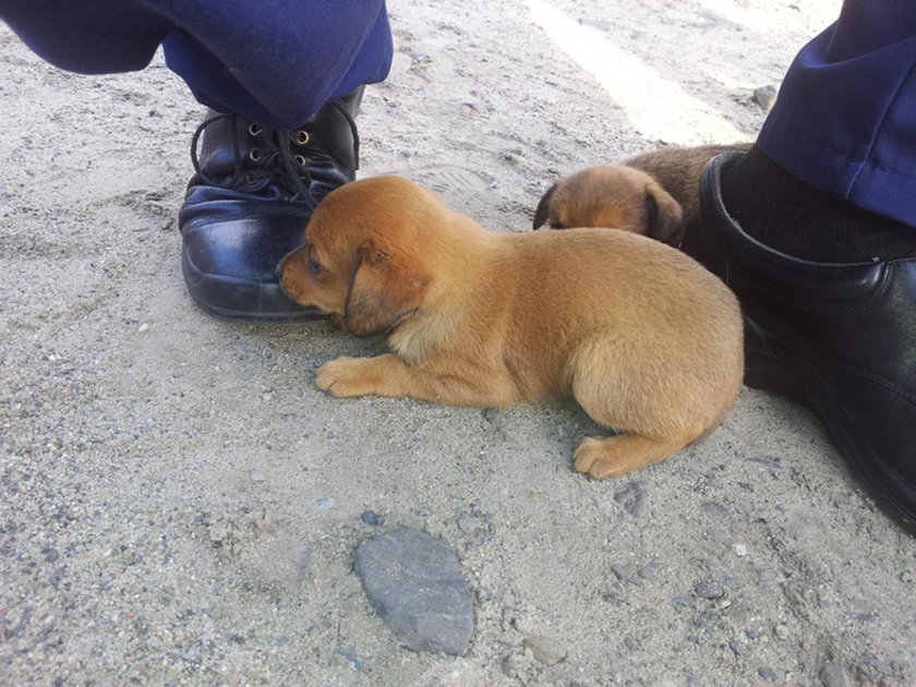 Policjanci pospieszyli na ratunek bezbronnym szczeniaczkom