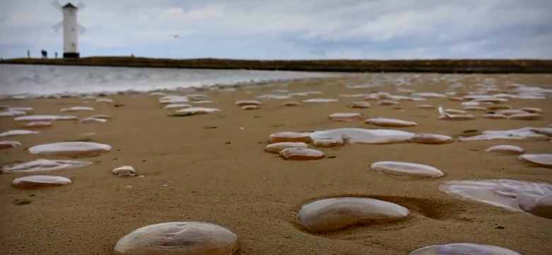 Inwazja meduz na plaży w Świnoujściu