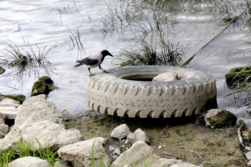 Gume o drugo đubre u Dunavu nisu retka slika