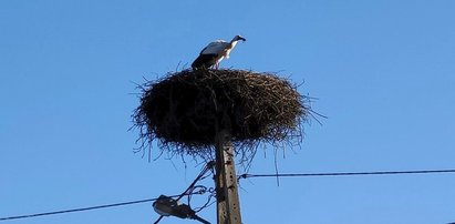 Bocian leci do Polski. Niesamowite! Jego drogę można śledzić, bo ma GPS