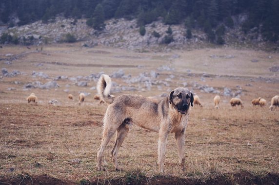 Kangal turecki - Adobe Stock - batuhan toker